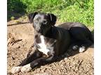 Adopt T-Bone a Black - with White Cattle Dog / Mixed Breed (Medium) / Mixed dog