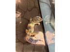 Adopt Leopard a Gecko reptile, amphibian, and/or fish in Norwalk, CT (40776345)