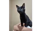 Adopt Silky a Spotted Tabby/Leopard Spotted Bombay cat in Calimesa