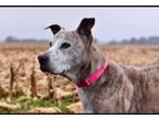 Adopt Franchie a Pit Bull Terrier / Mixed Breed (Medium) dog in Milton