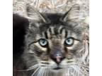 Adopt Solovino a Maine Coon / Mixed (short coat) cat in New Braunfels
