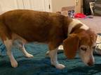 Adopt Cora a Basset Hound / Beagle / Mixed dog in Salt Lake City, UT (40753090)