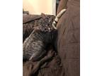 Adopt Frito a Gray, Blue or Silver Tabby Domestic Shorthair (short coat) cat in