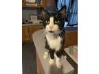 Adopt Socks a Black & White or Tuxedo Domestic Shorthair (short coat) cat in