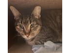 Adopt Mittens a Brown Tabby Domestic Shorthair (short coat) cat in Watonga