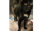 Adopt Violet a Tortoiseshell Domestic Shorthair (short coat) cat in Watonga