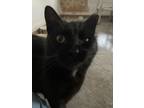 Adopt Youngblood a All Black Domestic Shorthair (short coat) cat in Watonga