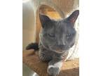 Adopt Uncle Chip a Gray or Blue Hemingway/Polydactyl (short coat) cat in