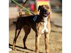 Adopt Frank a Tan/Yellow/Fawn Border Terrier / Mixed dog in El Paso