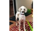 Adopt Hannah a Red/Golden/Orange/Chestnut - with White Poodle (Standard) / Mixed