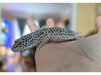 Adopt Kenny a Gecko reptile, amphibian, and/or fish in Hinckley, IL (40432926)