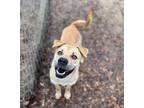 Adopt Rufus a Brown/Chocolate Golden Retriever / Mixed Breed (Medium) / Mixed