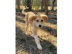 Adopt Chloe a Red/Golden/Orange/Chestnut Labrador Retriever / Great Pyrenees /