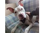 Adopt Gizmo a White - with Tan, Yellow or Fawn American Pit Bull Terrier /