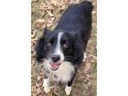 Adopt Murphy a Black Australian Shepherd / Mixed Breed (Medium) / Mixed (long