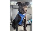 Adopt Buttercup a Black Golden Retriever / Mixed Breed (Medium) / Mixed (short