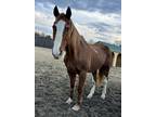 Adopt Swiss a Chestnut/Sorrel Grade / Grade / Mixed horse in Cooperstown