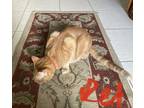 Adopt Reddington aka Redd a Orange or Red American Shorthair (short coat) cat in