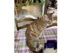 Adopt Greene a Orange or Red American Shorthair (short coat) cat in Navarre