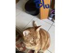 Adopt Blu a Orange or Red American Shorthair (short coat) cat in Navarre