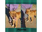 Adopt Monster a Red/Golden/Orange/Chestnut Nova Scotia Duck-Tolling Retriever /