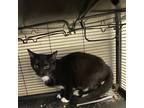 Adopt Samantha a Domestic Shorthair / Mixed (short coat) cat in Portland