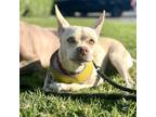 Adopt Nyla a Tan/Yellow/Fawn Carolina Dog / Australian Kelpie / Mixed dog in San