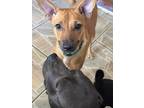 Adopt Mia a Red/Golden/Orange/Chestnut Dachshund / Mixed dog in Huntington