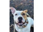 Adopt Lilly a White - with Tan, Yellow or Fawn American Pit Bull Terrier / Mixed