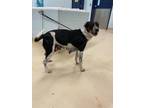 Adopt Ophelia K43 2-22-24 a Black Australian Cattle Dog / Mixed Breed (Medium) /