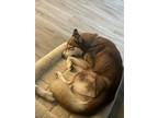 Adopt Willow a Red/Golden/Orange/Chestnut - with White Husky / Mixed dog in Fort