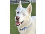 Adopt Harlem a White Husky / Mixed Breed (Medium) / Mixed (short coat) dog in