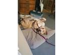 Adopt Gumby a Tan/Yellow/Fawn - with White Staffordshire Bull Terrier / American