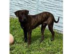 Adopt Otter a Brown/Chocolate Mixed Breed (Small) / Mixed Breed (Medium) / Mixed