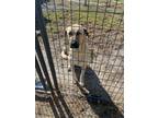 Adopt odin a White - with Tan, Yellow or Fawn Anatolian Shepherd / Mixed dog in