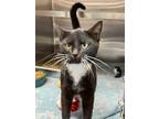 Adopt Lucy a Domestic Shorthair / Mixed cat in Paris, KY (40769176)