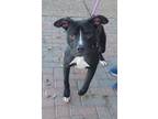 Adopt ONYX a Black - with White American Staffordshire Terrier / Mixed dog in