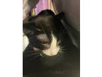 Adopt The Baby a All Black Domestic Mediumhair / Mixed cat in El Paso