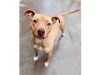 Adopt Jordy a Tan/Yellow/Fawn Mixed Breed (Medium) / Mixed Breed (Medium) /