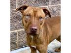 Adopt Taz a Brindle Mixed Breed (Medium) / Mixed Breed (Medium) / Mixed (short