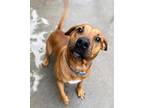 Adopt Scrappy a Brown/Chocolate Mixed Breed (Medium) / Mixed Breed (Medium) /