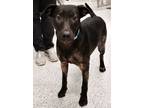 Adopt Minka a Black Golden Retriever / Mixed Breed (Medium) / Mixed (short coat)