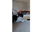 Adopt Pepper Jack a Black & White or Tuxedo Domestic Shorthair / Mixed (short