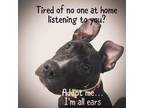 Adopt Mouse a Black Pit Bull Terrier / Mastiff / Mixed dog in Barre