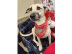 Adopt Benji a Tan/Yellow/Fawn - with White Black Mouth Cur / Mixed dog in