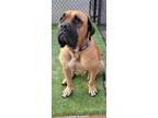 Adopt Tanner a Red/Golden/Orange/Chestnut - with Black Bullmastiff / Mixed dog