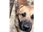Adopt Puppy LAW Simba a Chow Chow / Mixed dog in Norman, OK (40633193)