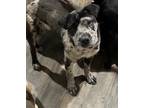 Adopt Guiness a Black - with Gray or Silver Australian Cattle Dog / Catahoula