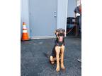 Adopt Coraline a Tricolor (Tan/Brown & Black & White) German Shepherd Dog /