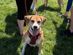 Adopt Fern a Red/Golden/Orange/Chestnut - with White Foxhound / Mixed dog in